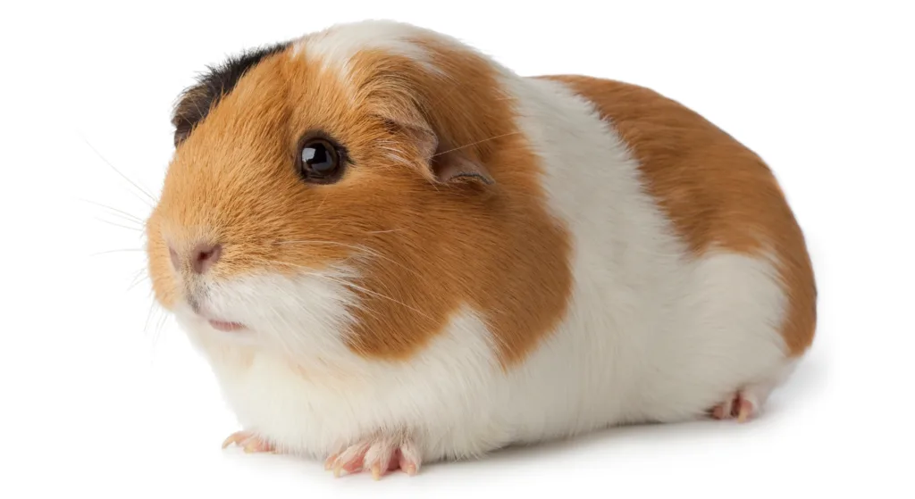 What Do Guinea Pigs Look Like?