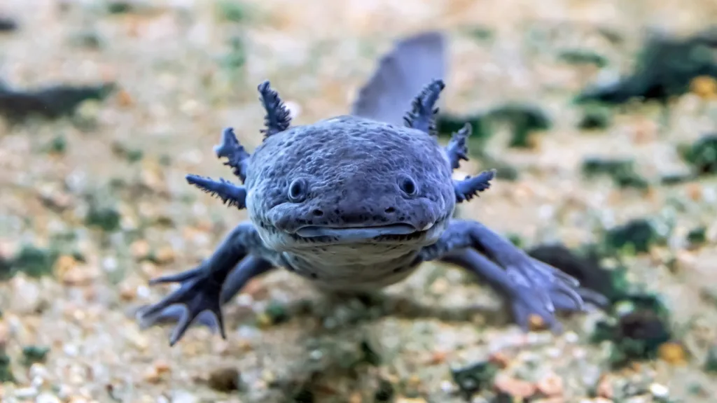 Are Axolotls Endangered?