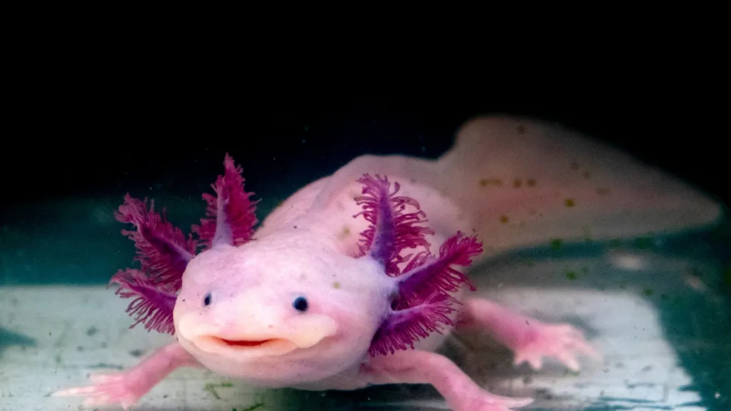 What Do Axolotls Look Like?
