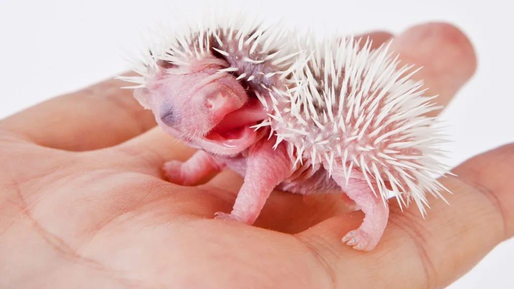 Baby Hedgehog