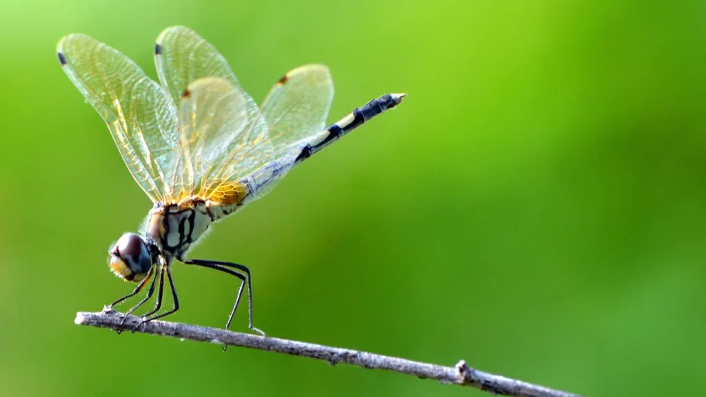 Dragonfly