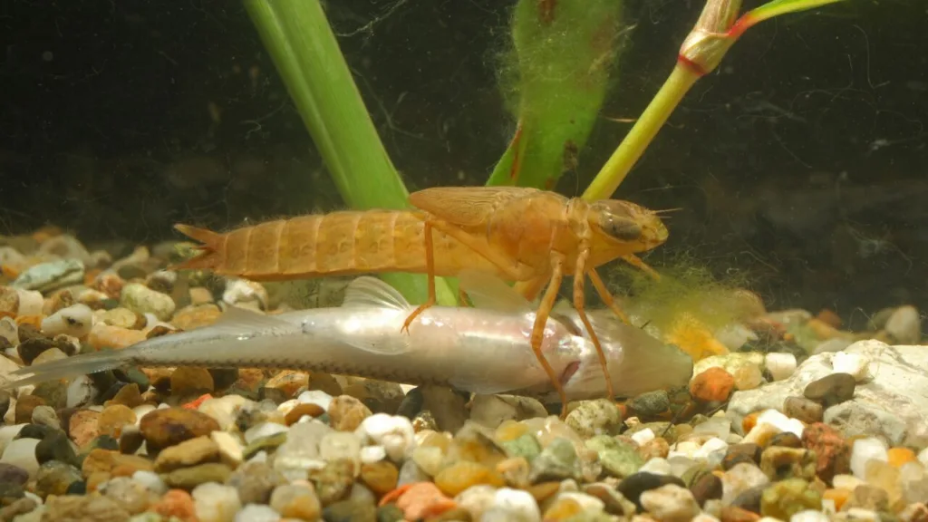 Dragonfly Diet