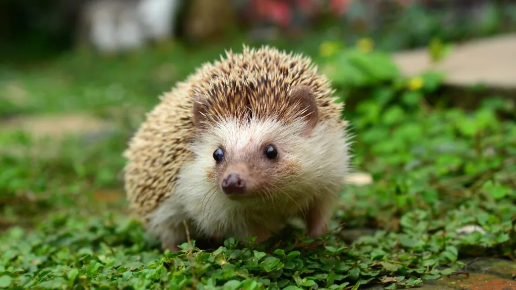 Hedegehog