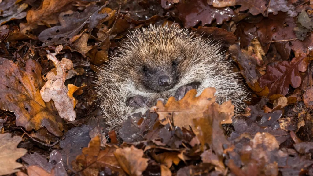 Hedgehog Hibernation