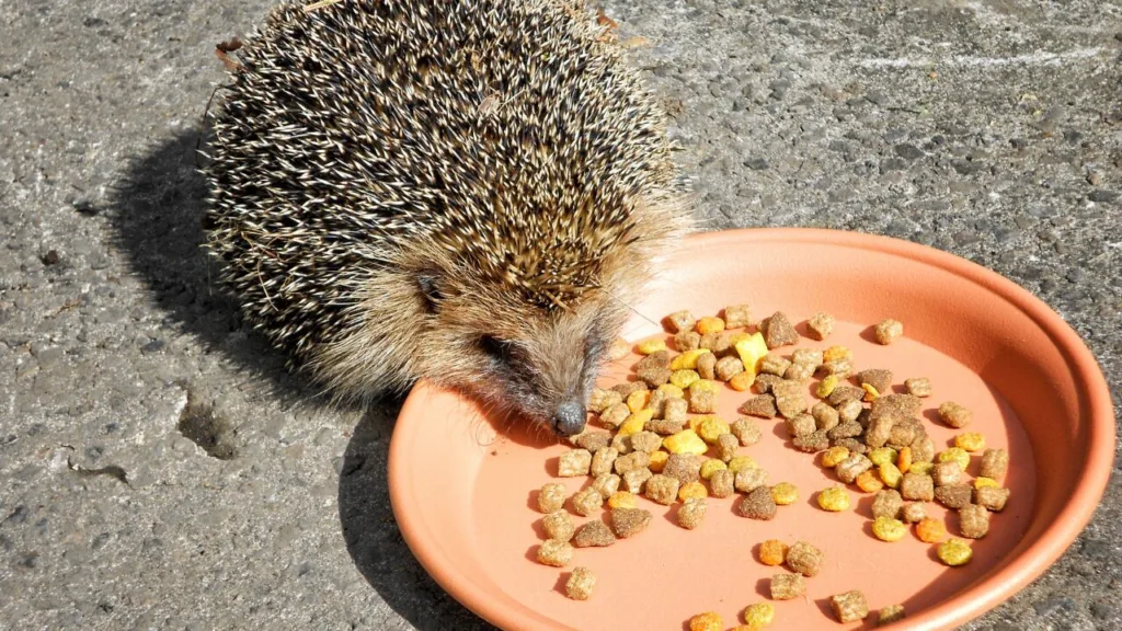 Hedgehog Diet