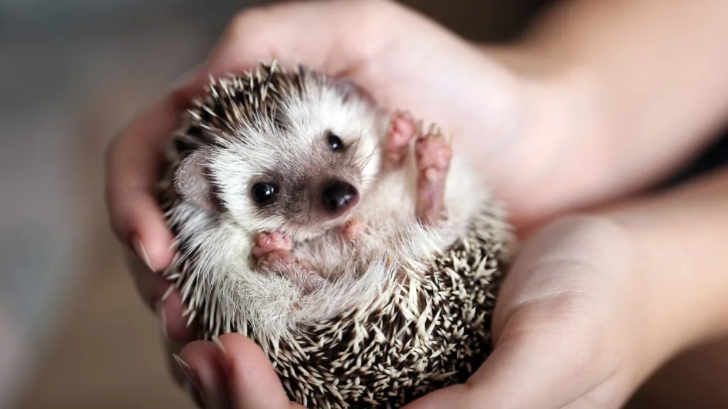 Hedgehog as pet