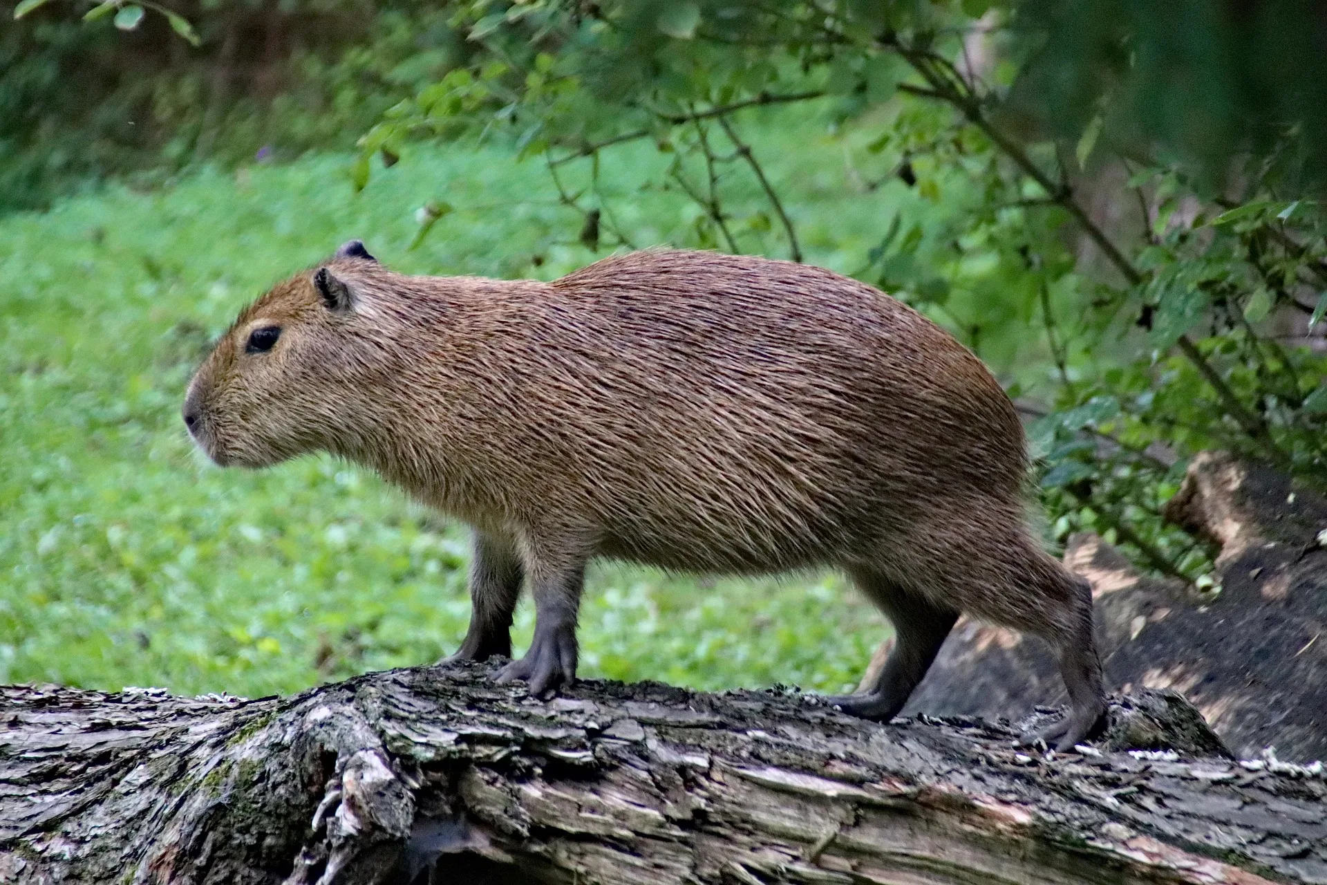 Capybara Facts For Kids