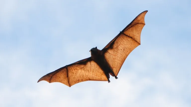 A grey-headed flying fox flying overhead against a pale blue sky, its thin wings glowing orange in the sunlight.