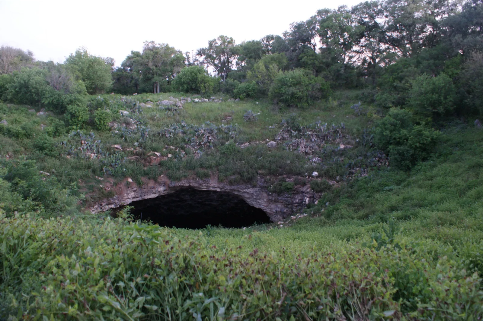 The dark, wide mouth of Bracken Cave in Texas, surrounded by green bushes and trees.