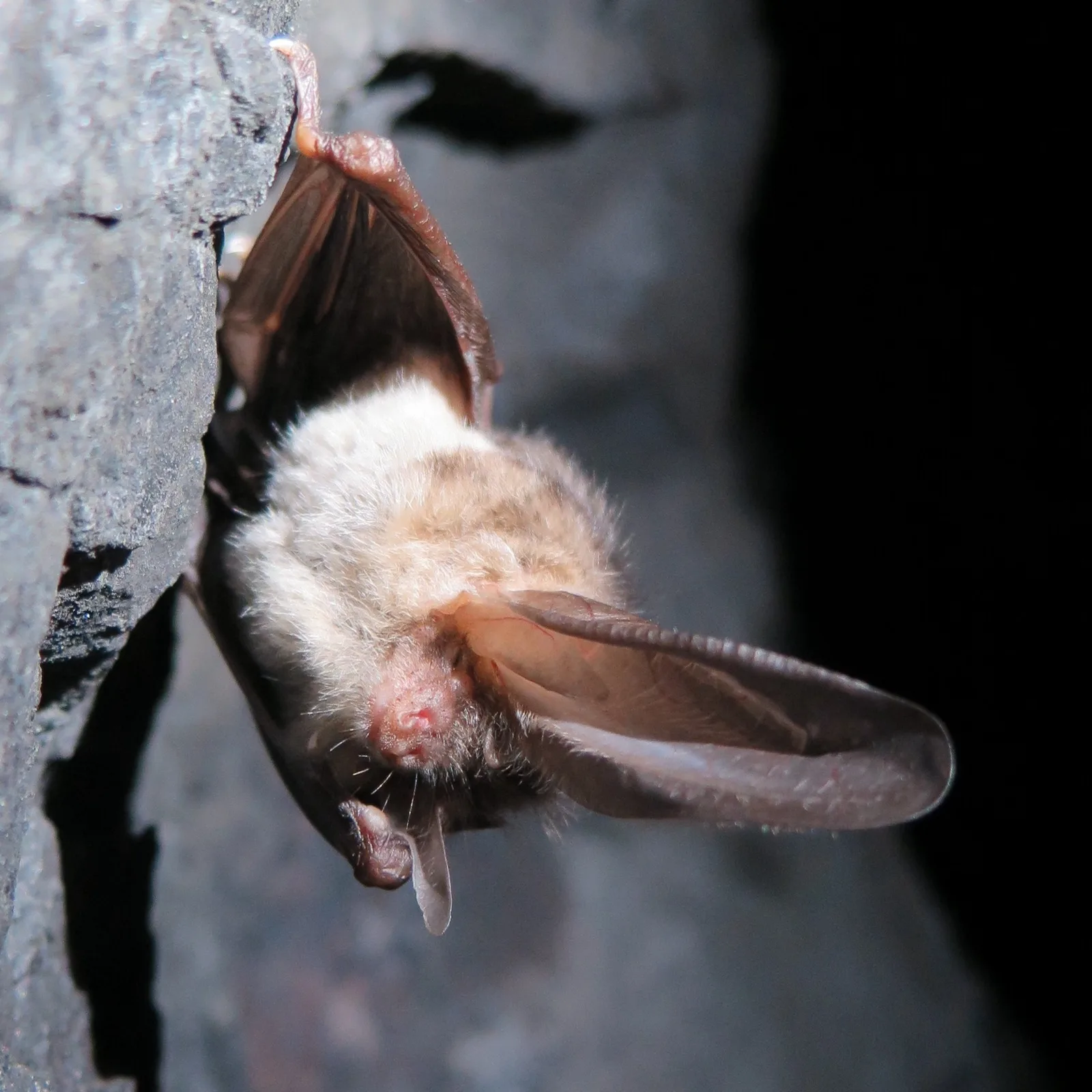 A brown long-eared bat clinging to a grey rock wall, with its very long ears spread out.
