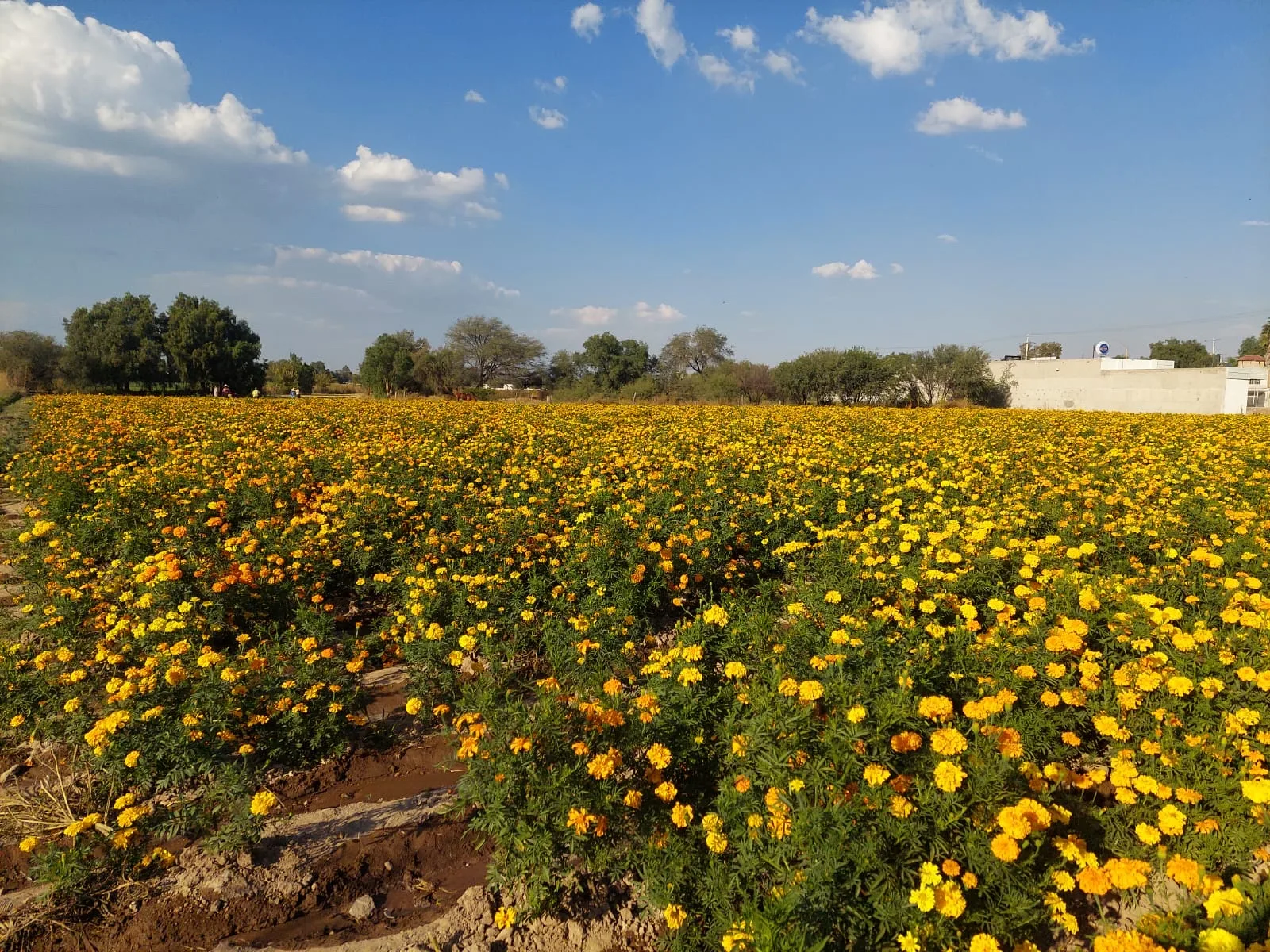 A wide field of orange and yellow cempasúchil marigolds under a blue sky in Mexico.
