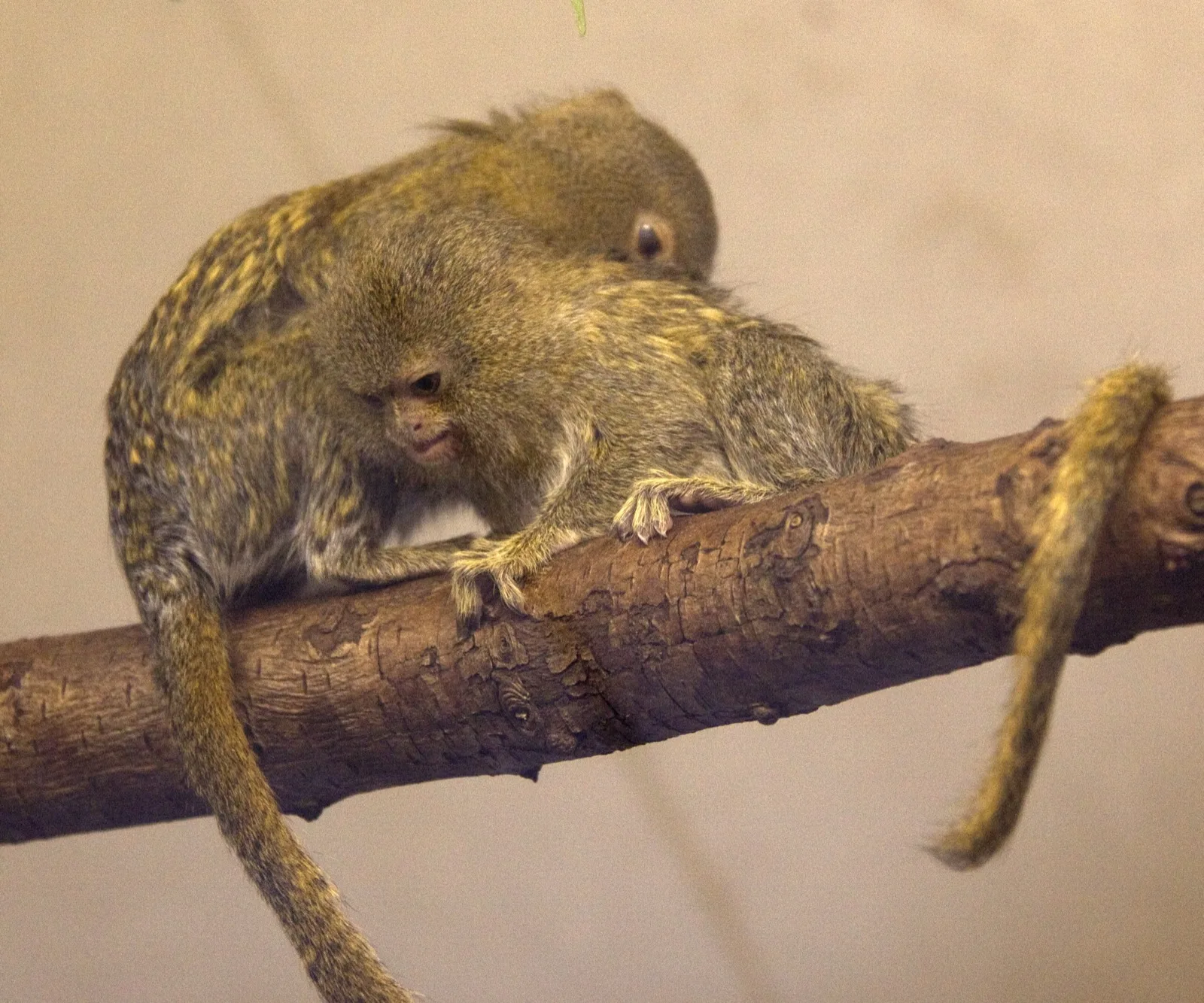Two eastern pygmy marmosets on a thick branch, one lying across the other's back, with their long tails hanging down.