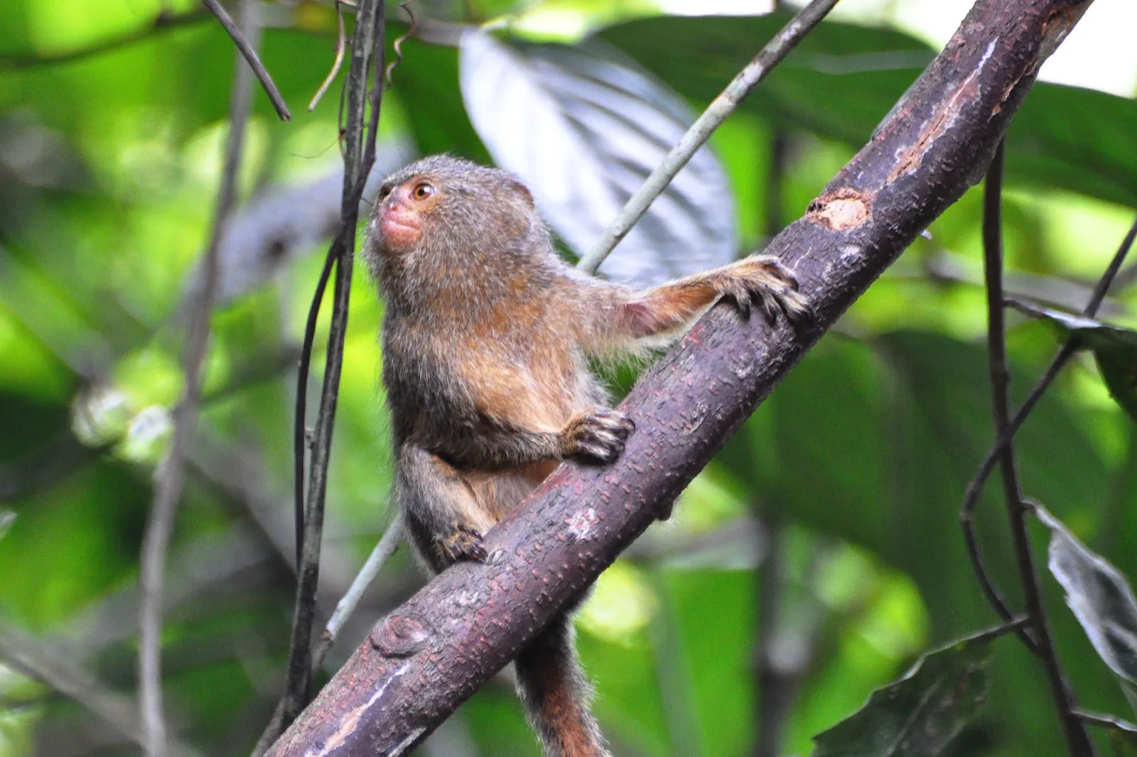 A wild pygmy marmoset gripping a thin sloping branch among green rainforest leaves, looking upwards.
