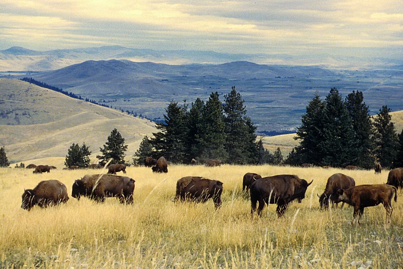 Great Plains Native Americans for Kids