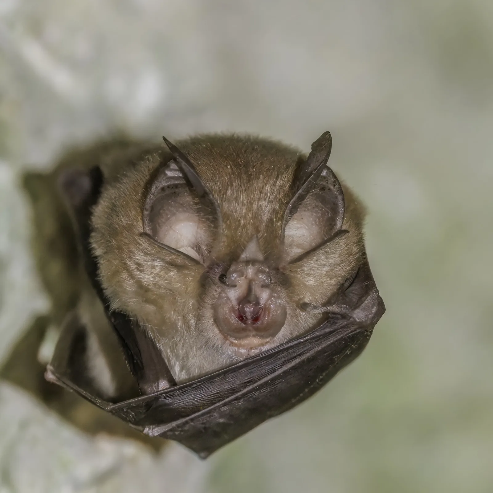 A greater horseshoe bat hanging in a cave, wrapped in its wings, with a horseshoe-shaped flap of skin around its nostrils.