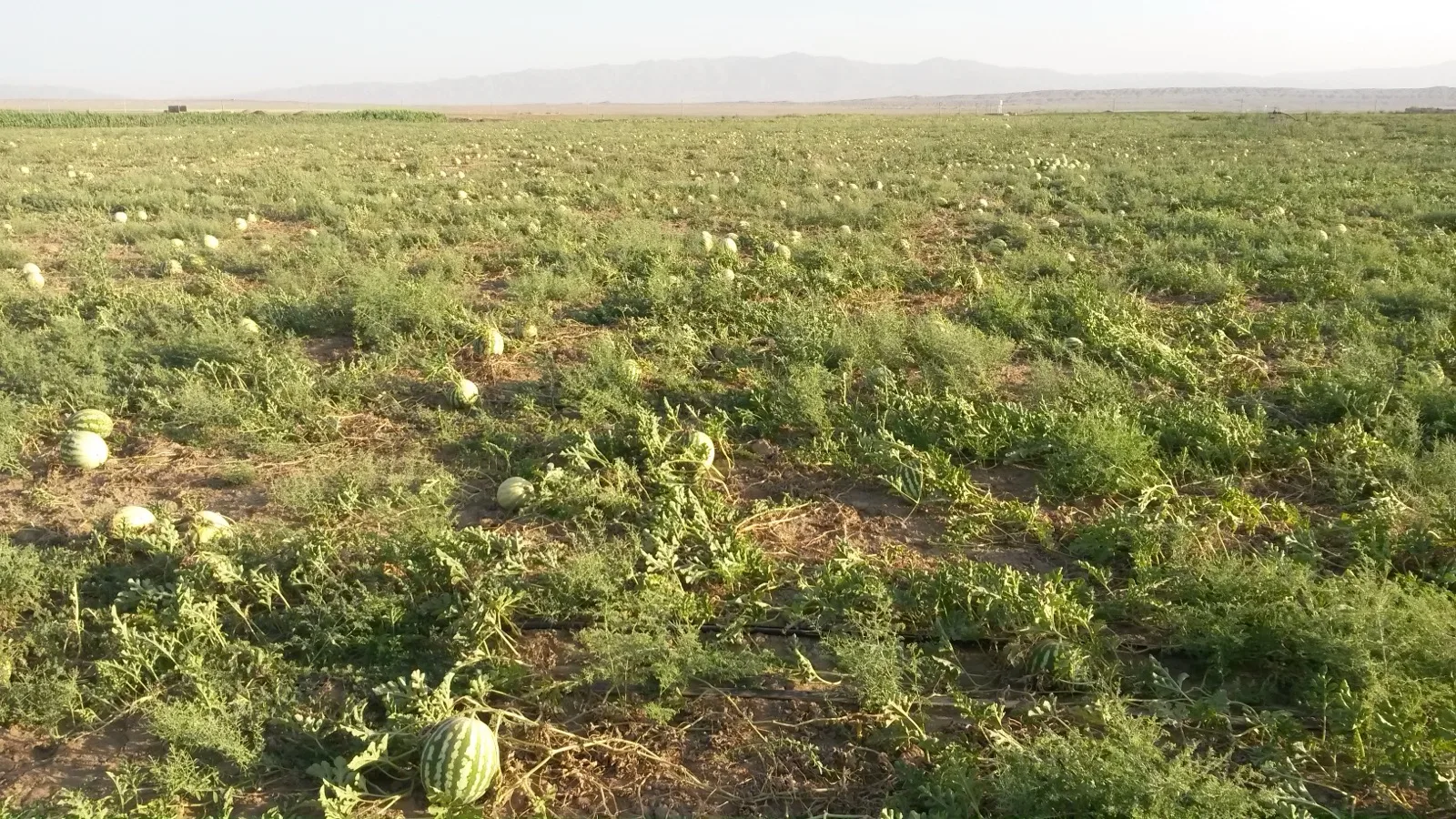 Life Cycle of a Watermelon Plant: Growth Stages From Seed to Fruit