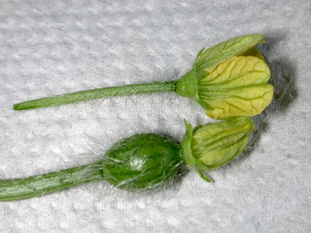 Two picked watermelon flowers on a white paper towel: a male flower on a long thin stalk at the top, and a female flower at the bottom with a round, hairy green baby fruit behind its closed petals.