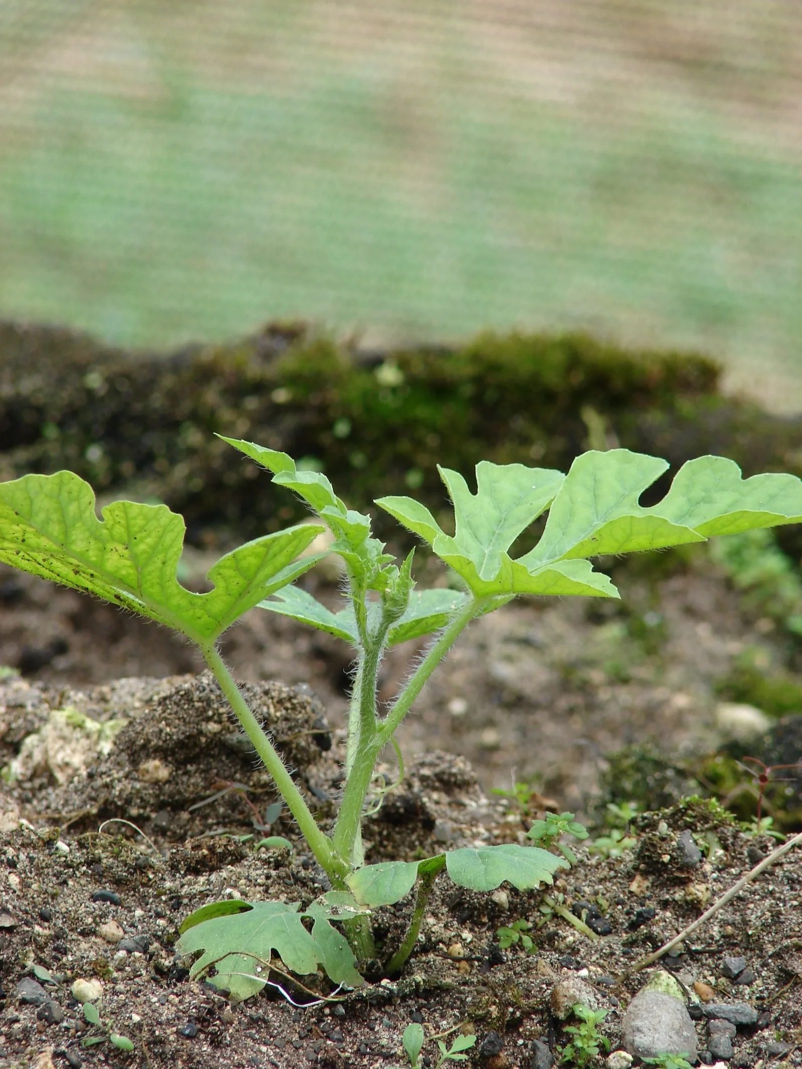 A young watermelon plant in dark soil with hairy stems, several deeply lobed true leaves, and small smooth leaves near the ground.