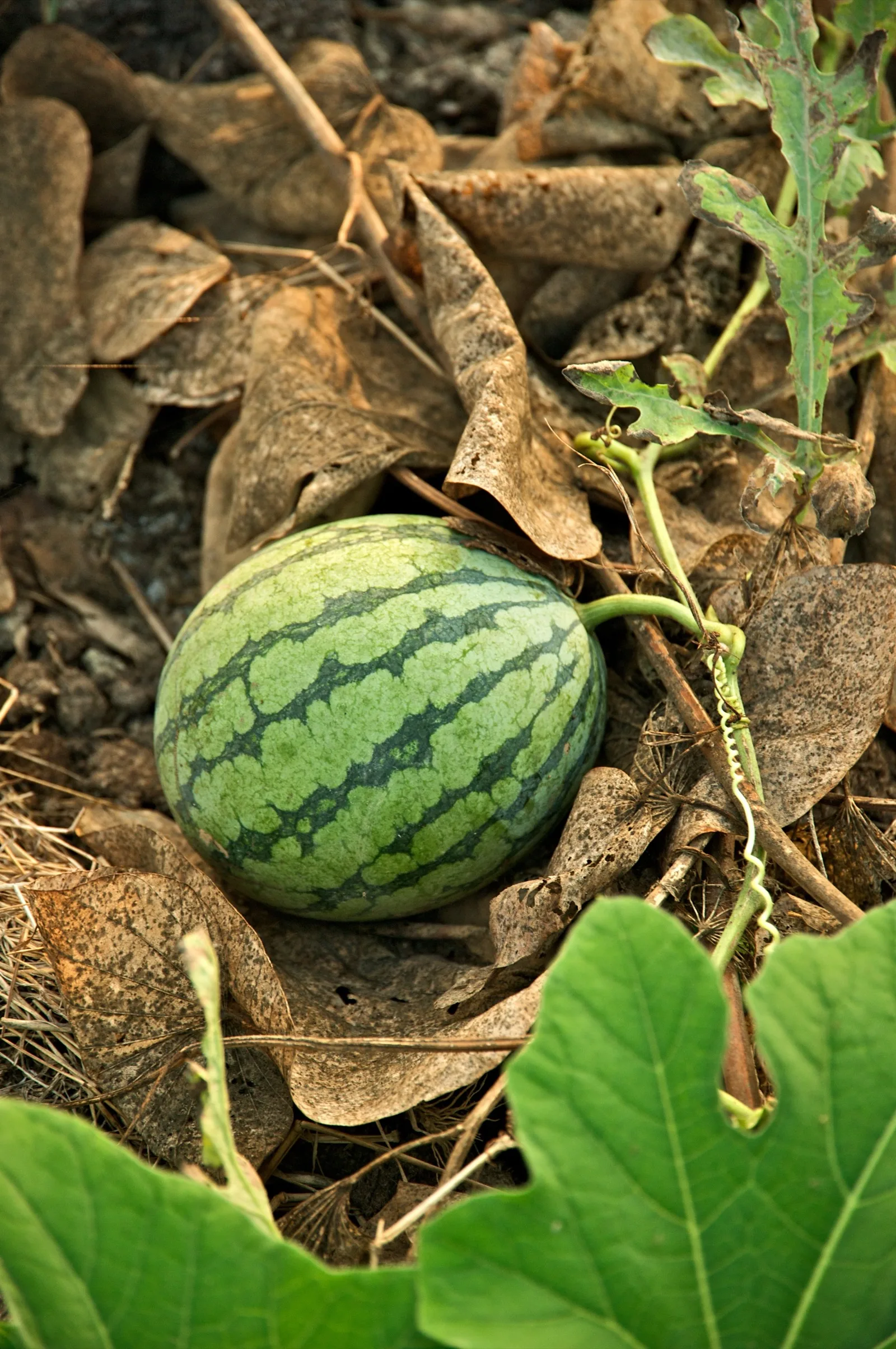 A small striped watermelon lying on dry leaves, still attached to its vine, with a green curly tendril beside the stalk.