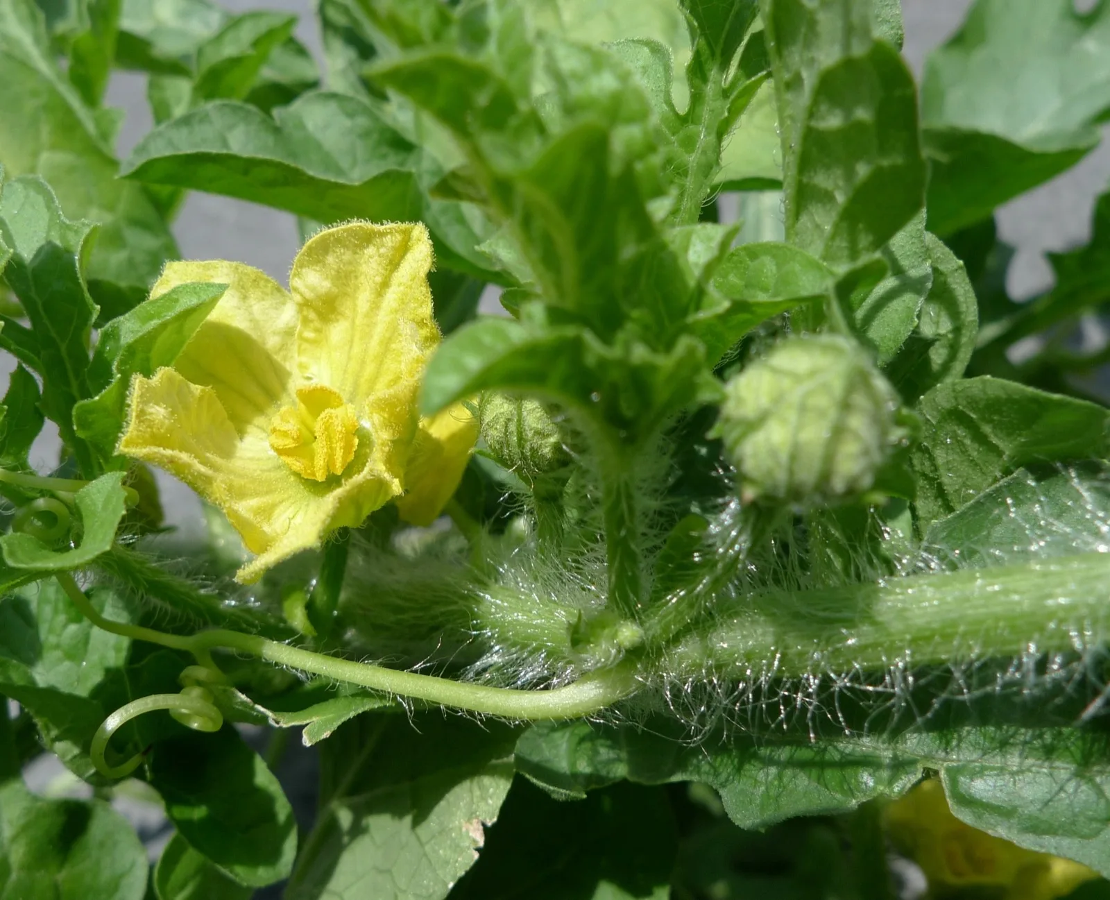 A watermelon stem covered in fine white hairs, with an open yellow flower, round hairy flower buds and a curly green tendril.