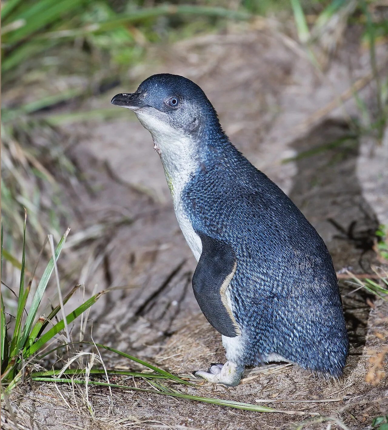 Little Blue Penguin Facts for Kids