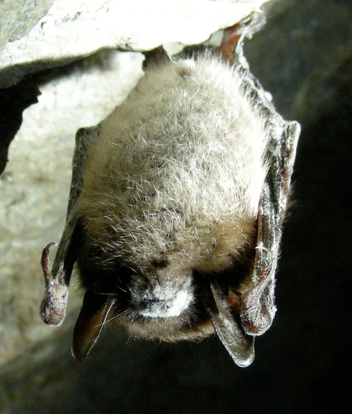 A little brown bat hanging from a rock in a mine, with white fungus growing on its nose.