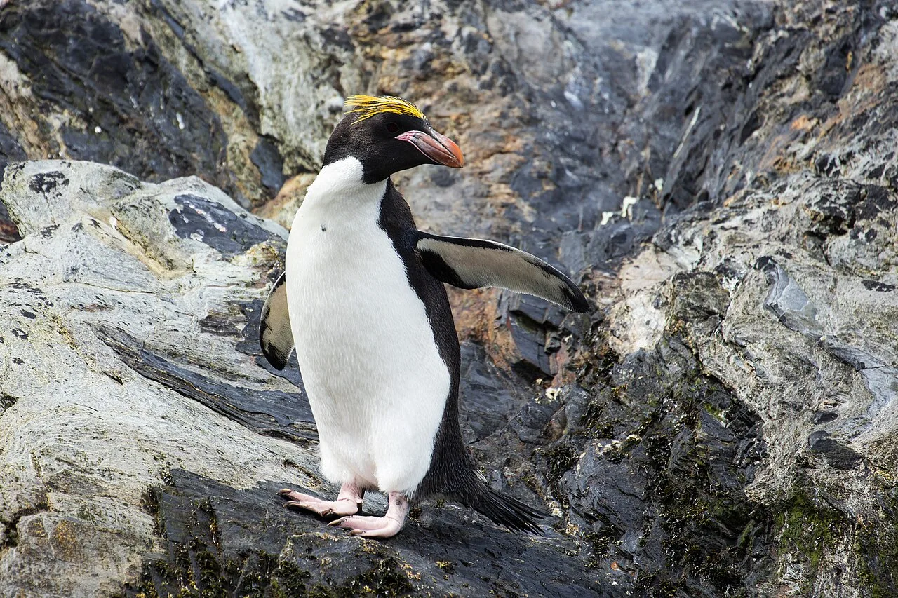 Macaroni Penguin Facts for Kids