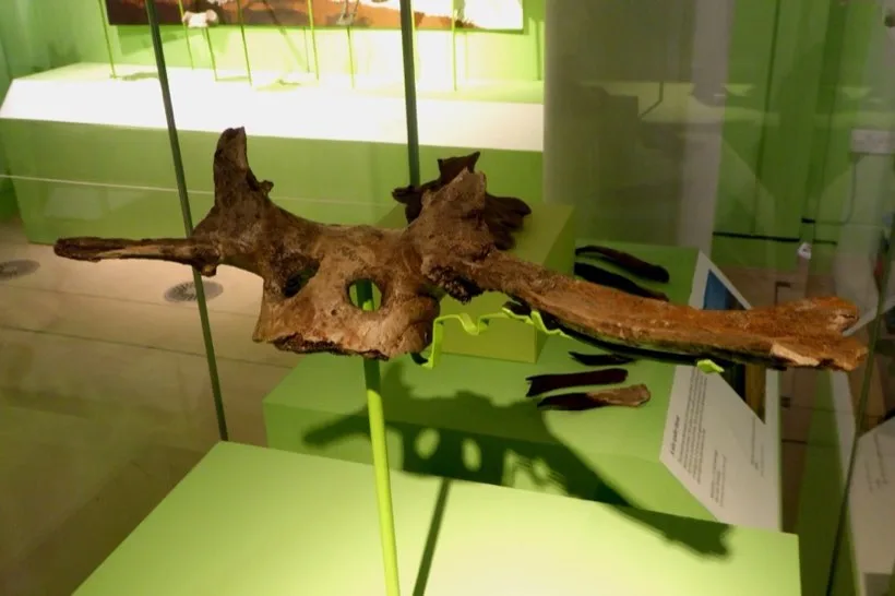 A red deer skull with antlers still attached and two holes bored through it, displayed in a museum case.