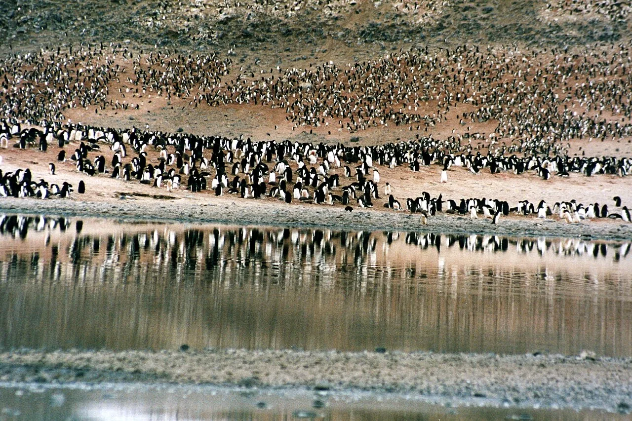 Penguin Facts for Kids