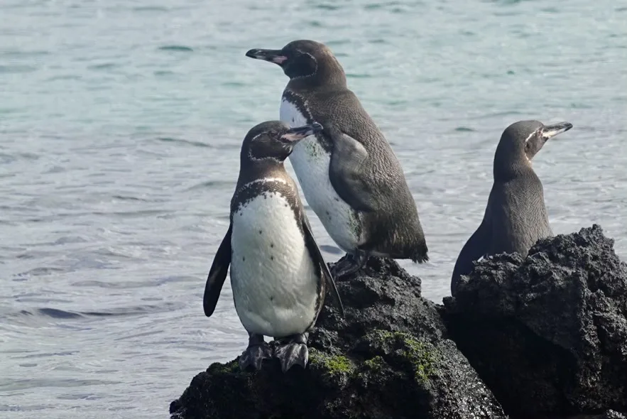 Three small penguins standing on black volcanic rocks beside calm blue-green sea.