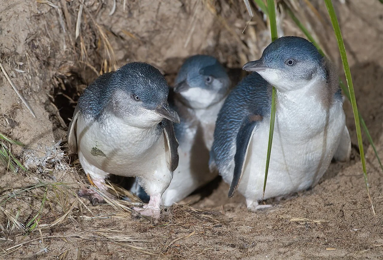 Three little penguins with blue-grey backs and white fronts coming out of a sandy burrow among grass.