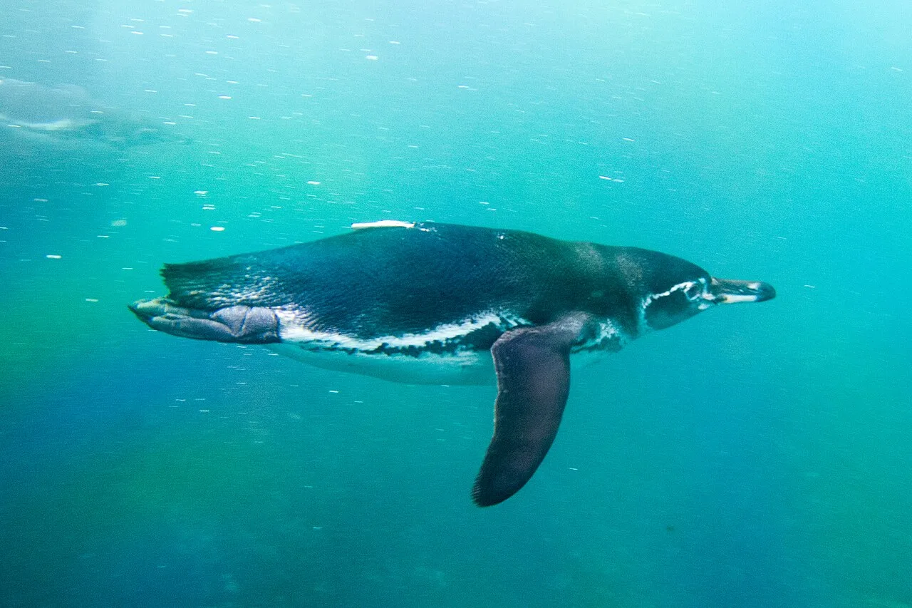 A penguin swimming underwater through clear blue-green water, with one flipper stretched down.