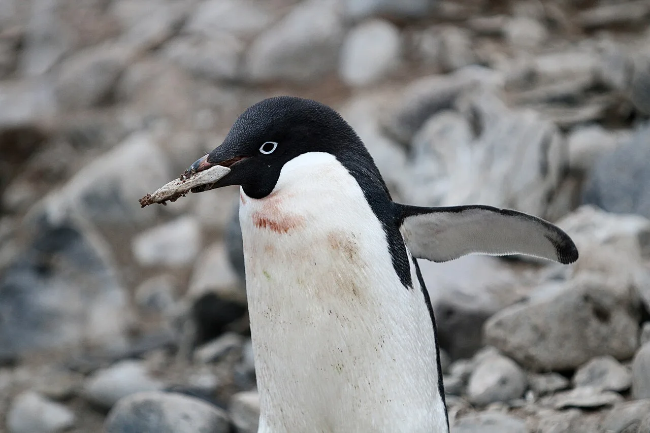 An Adélie penguin with a white ring round its eye carrying a small stone in its beak, with grey rocks behind.