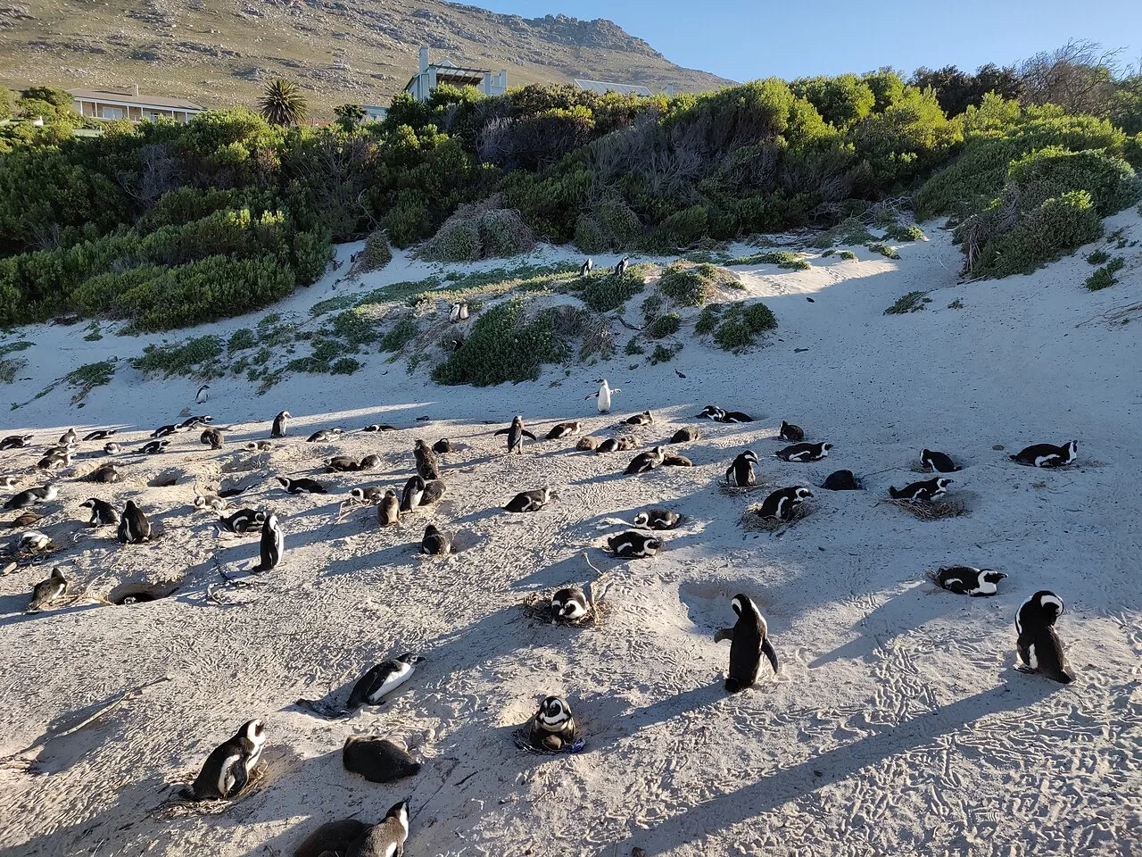 Dozens of African penguins lying on nests and standing on a sunny sandy slope below green bushes.