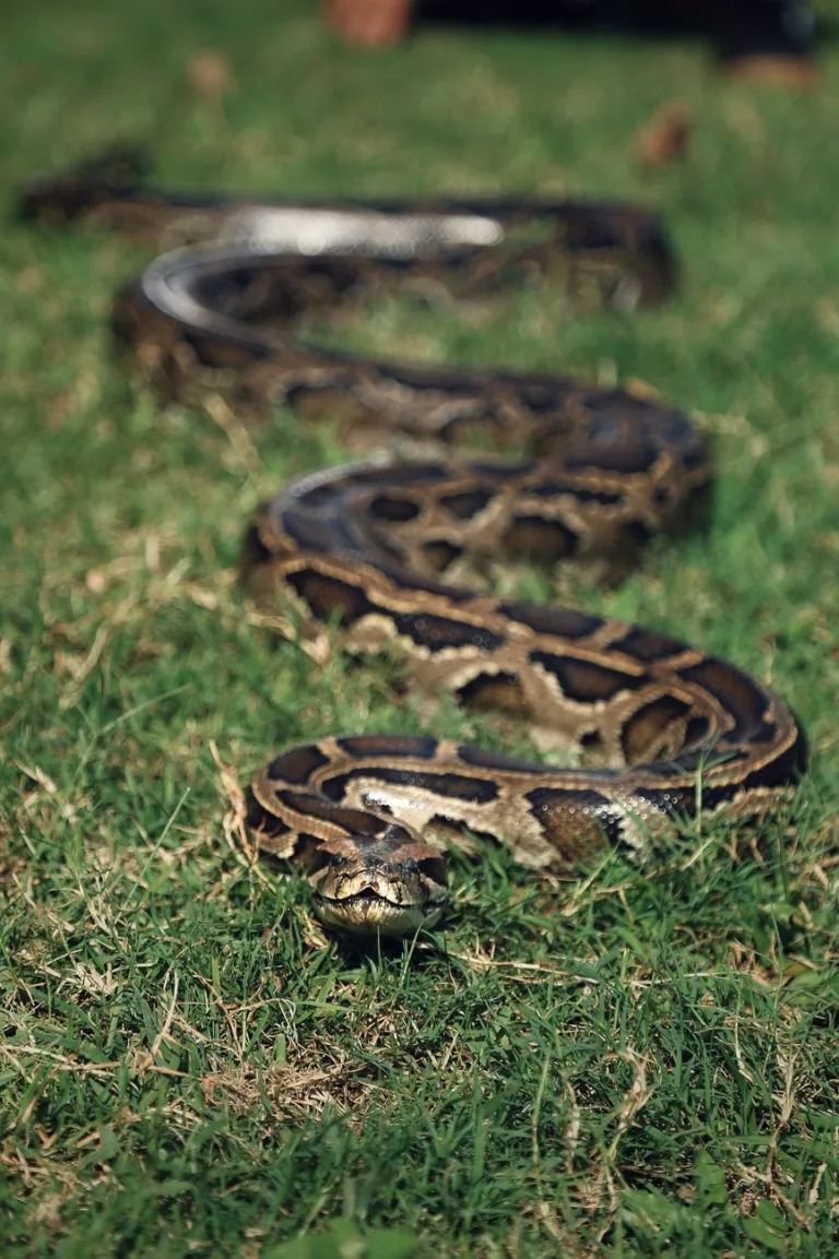 a snake on the grass