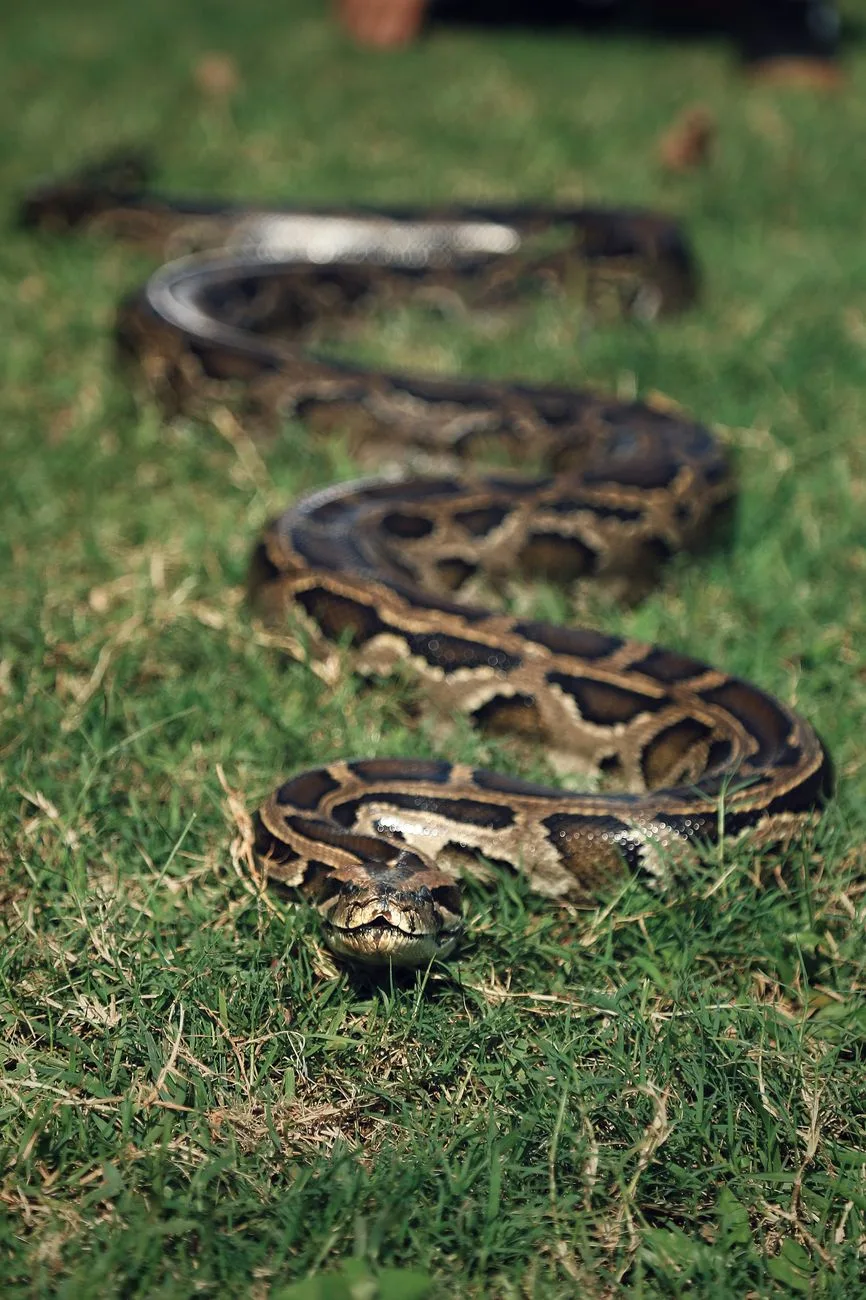 a snake on the grass