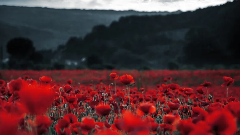 Remembrance Day Facts for Kids