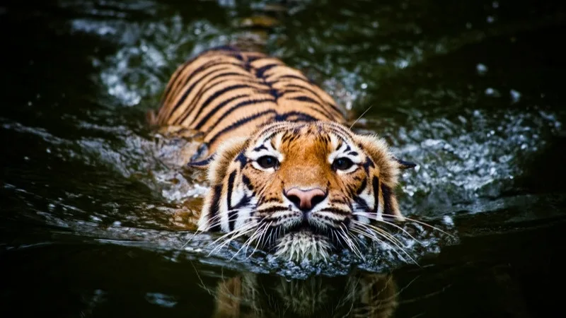Tiger Facts for Kids