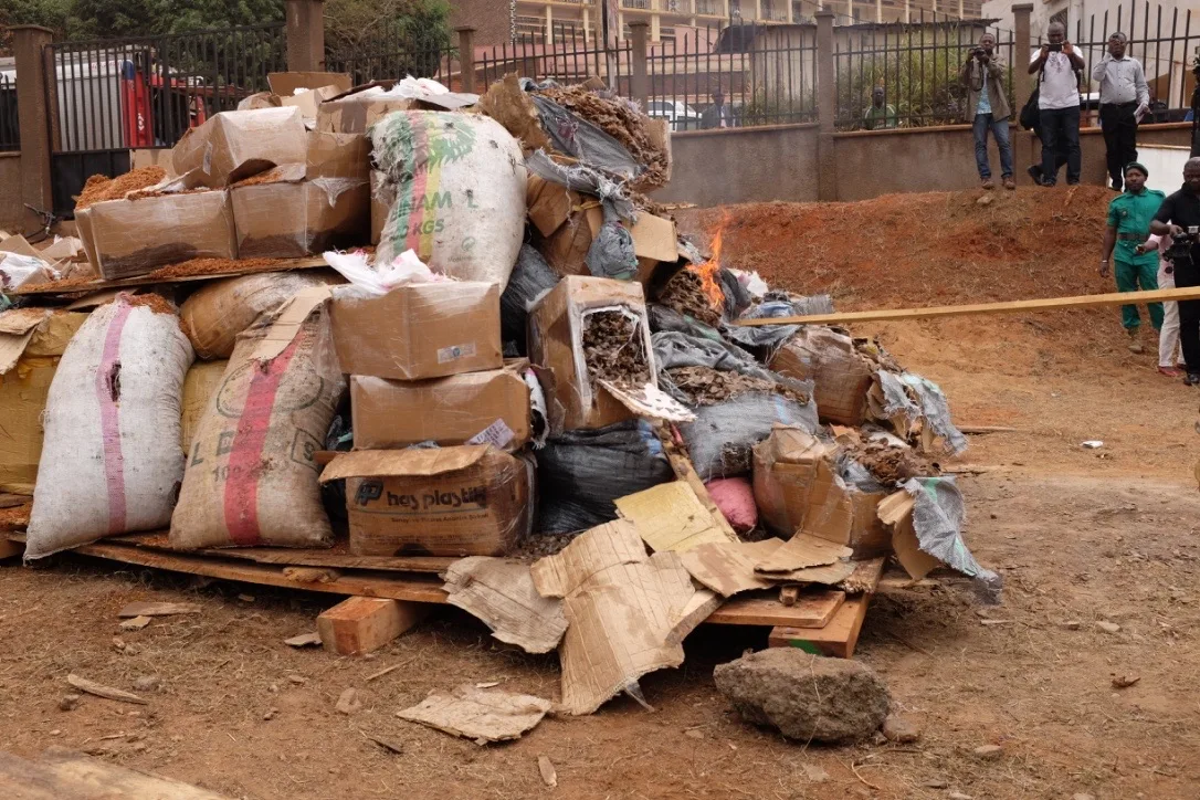 Sacks and cardboard boxes of confiscated pangolin scales piled on wooden pallets outdoors, with a few people watching from behind a fence.