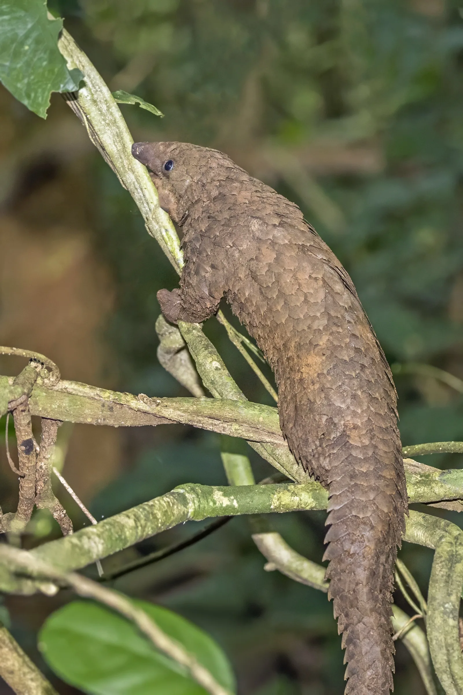 A white-bellied pangolin climbing up a thin vine at night, its scaly tail hanging below it.