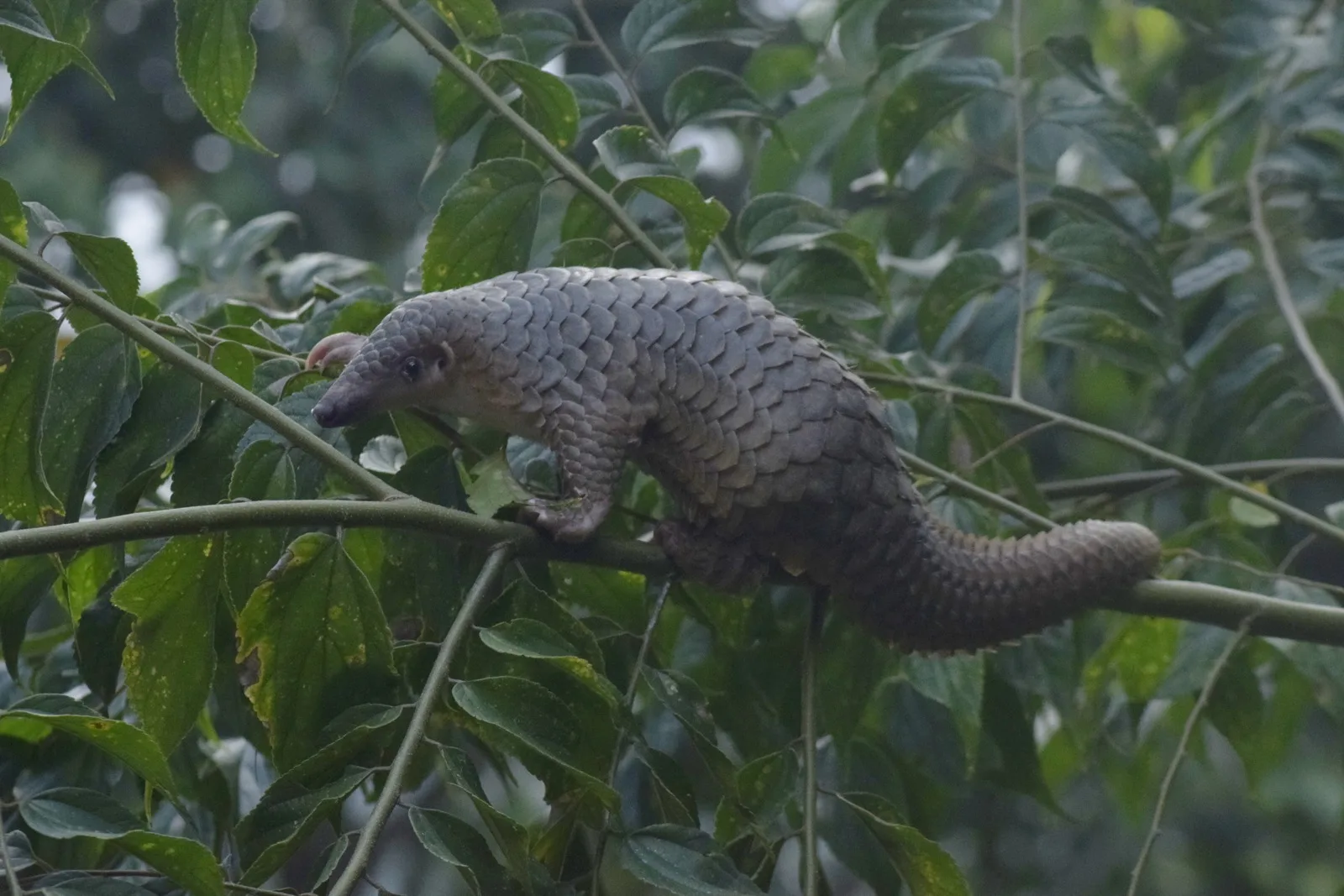 A Sunda pangolin covered in overlapping grey-brown scales, walking along a thin branch among green leaves.