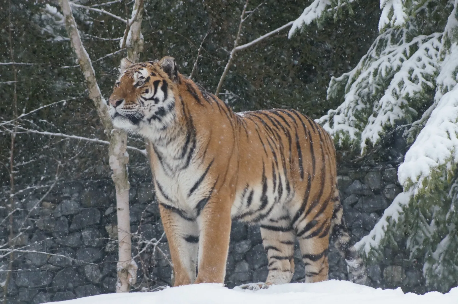 A Siberian tiger with a pale orange coat and black stripes standing in falling snow beside snow-covered fir trees.