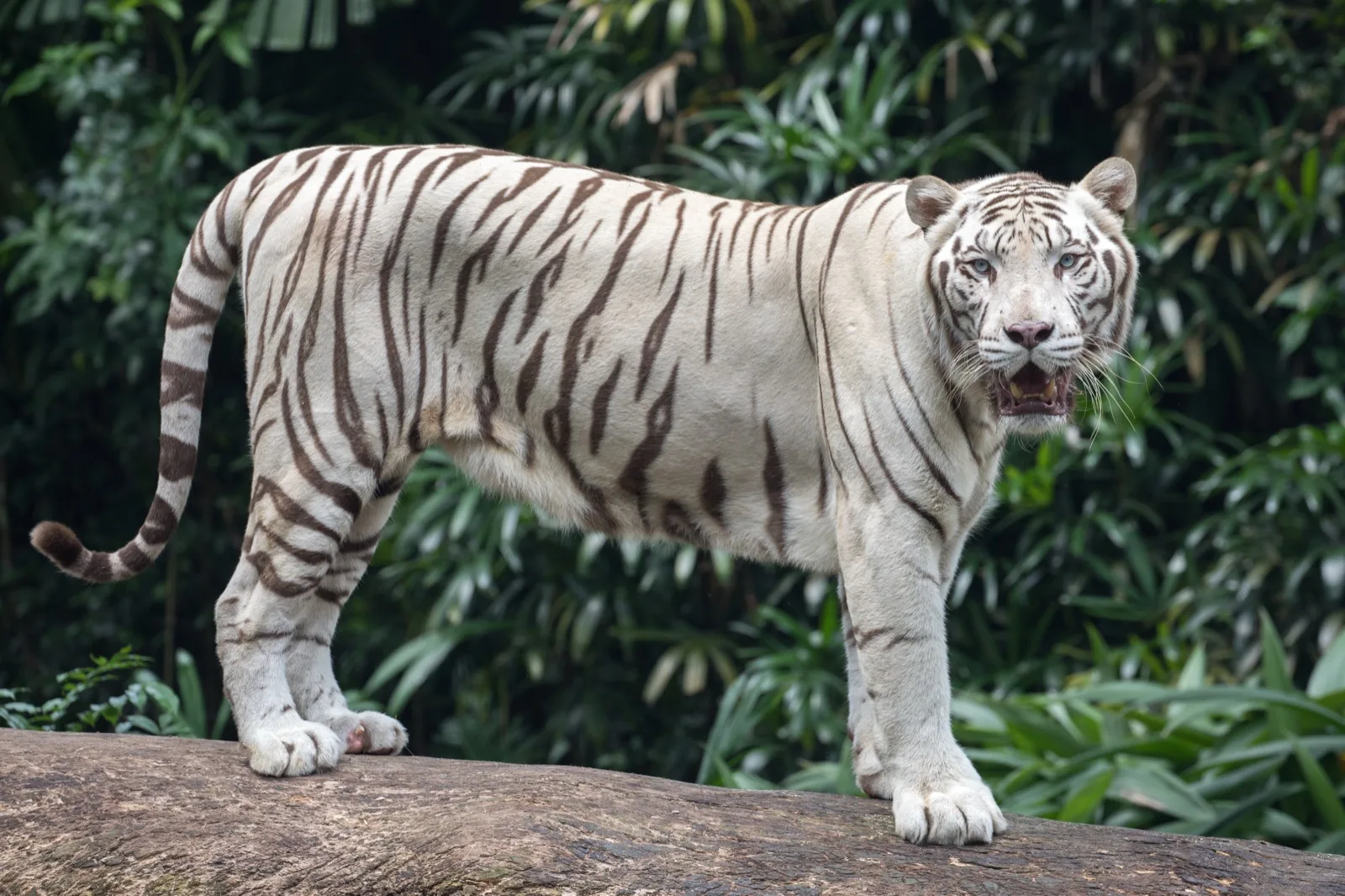 A white tiger with dark brown stripes standing on a large log in front of green leaves, with its mouth slightly open.