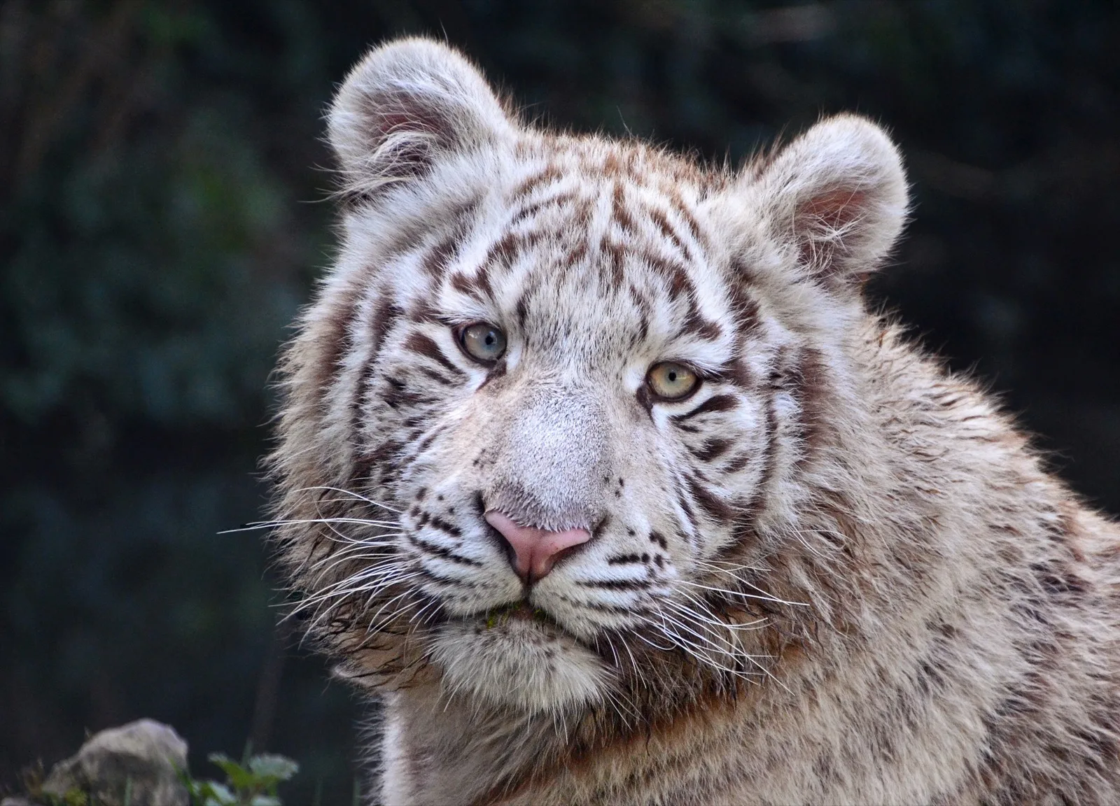 The head and shoulders of a young white tiger with pale brown stripes and a pink nose, looking at the camera.