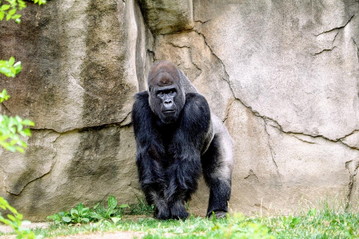 A gorilla standing on its knuckles beside a rock wall